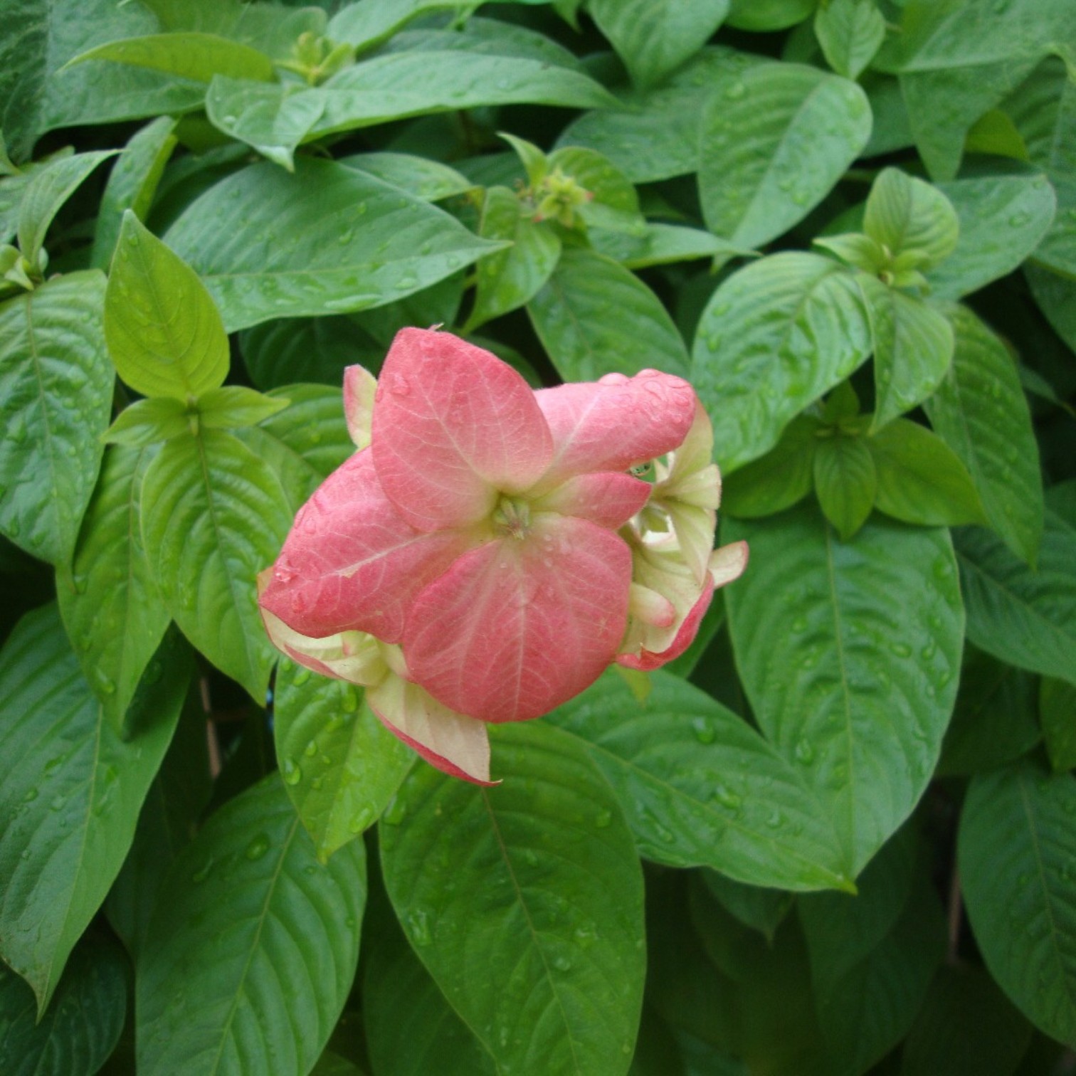 Exotic Pink Mussaenda Flower (Mussaenda philippica) Live Plant.